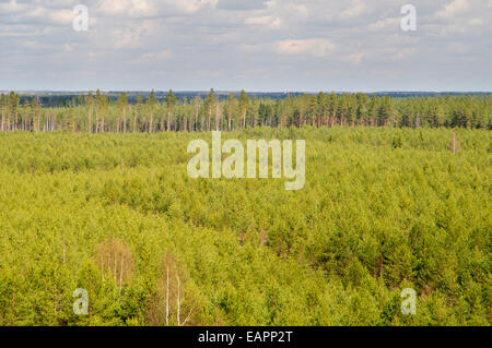 Wald-Plantagen im Nordosten Lettlands Stockfoto