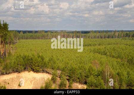 Wald-Plantagen im Nordosten Lettlands Stockfoto