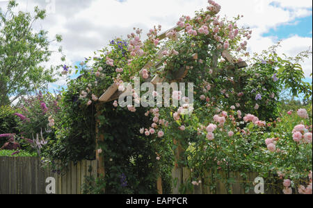 Sommer blühende Rosen Klettern über eine hölzerne Pergola in der Cottage Garden an der RHS Rosemoor, Devon, England, Großbritannien Stockfoto