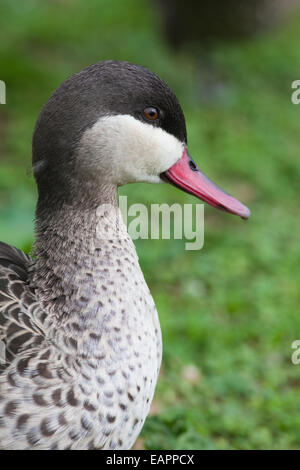 Rot-billed Pintail (Anas Erythrorhyncha). Rülpsen Display. Stockfoto