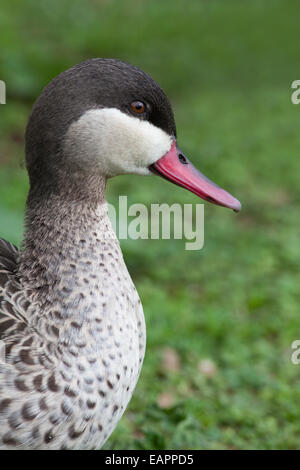 Rot-billed Pintail (Anas Erythrorhyncha). Rülpsen Display. Stockfoto