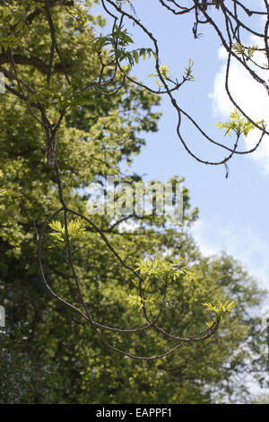 Europäische oder gemeinsame Esche (Fraxinus Excelsior).  Typische umgedrehten Enden des unteren wachsende Äste auf eine Reife oder mittleren Alters Stockfoto