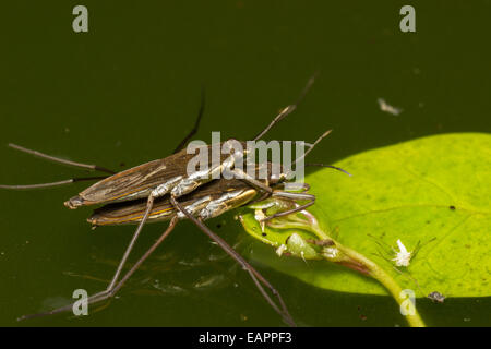 Paarung zweier gemeinsamer UK Teich Skater, Gerris lacustris Stockfoto