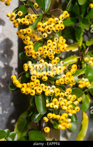 Blasse gelbe Herbst Beeren der Pyracantha 'Saphyr gelb' ausgebildet, gegen eine Wand. Stockfoto