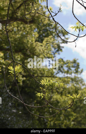 Europäische oder gemeinsame Esche (Fraxinus Excelsior).  Typische umgedrehten Enden des unteren wachsende Äste auf eine Reife oder mittleren Alters Stockfoto