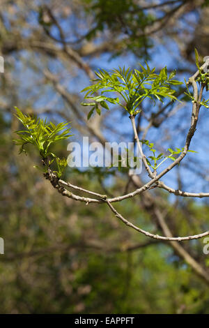 Europäische oder gemeinsame Esche (Fraxinus Excelsior). Typische umgedrehten Enden der unteren wachsende Äste im mittleren Alter Baum Stockfoto