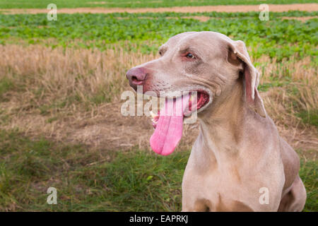 Nahaufnahme mit einem Weimaraner Rüden mit seiner Zunge heraus Stockfoto