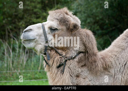 Kamel-Porträt Stockfoto