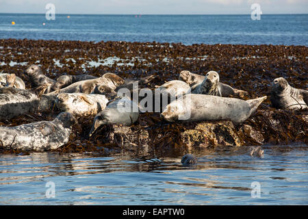 Seehunde, Phoca Vitulina, auf den Farne Islands, Northumberland, UK. Stockfoto