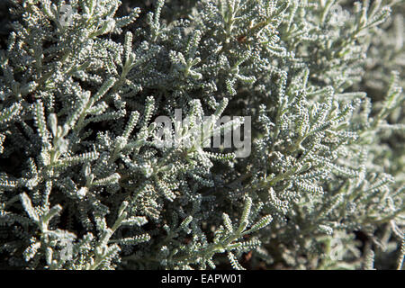 Baumwolle-Lavendel (Heiligenkraut Chamaecyparissus) Pflanze Nahaufnahme Stockfoto