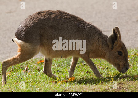 Mara, oder patagonische Hase (Dolichotis Patagonum).  Schlendern Sie. Plantigrade zu Fuß. Kostenlose Tiere in Whipsnade Zoo, Bedford bis hin Stockfoto