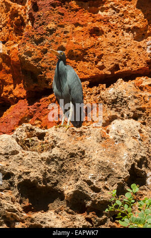 Gekerbten Reiher Butorides Striata in Yardie Creek Schlucht, Cape Range NP, WA, Australien Stockfoto