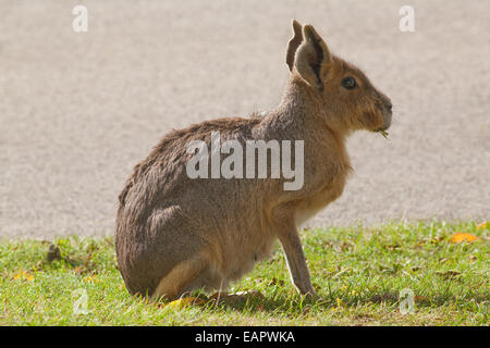 Mara, oder patagonische Hase (Dolichotis Patagonum).  Sitzen. Sitzen. Sqat. Hocken. Frei bis Tier Whipsnade Zoo, Bedfordshire Stockfoto