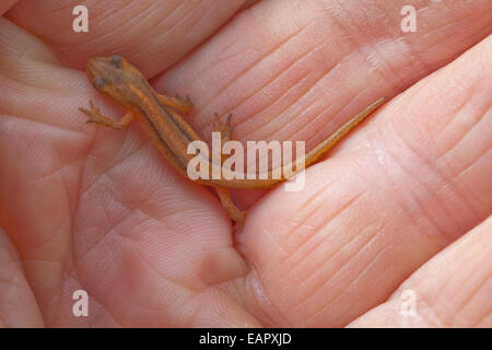 Glatte Newt (Triturus Vulgaris).  Newt Kaulquappe aus Vorjahr finden Sie unter eine Holzbohle im Garten verwandelt. Wird l Stockfoto