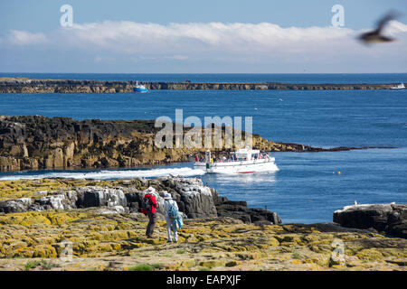 Touristen auf den Farne Islands, Northumberland, UK, unter nistenden Seevögeln. Stockfoto