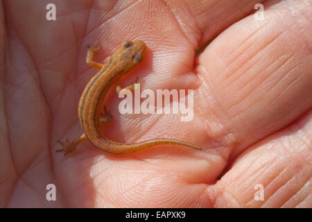 Glatte Newt (Triturus Vulgaris).  Newt Kaulquappe aus Vorjahr finden Sie unter eine Holzbohle im Garten verwandelt. Stockfoto