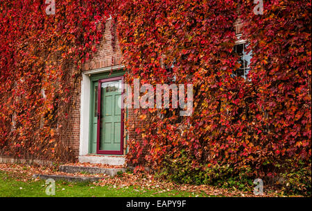 Grüne Tür Eingang, im Herbst rot Wildem Efeu Ranke bedeckt Mauern auf ein Haus in Vermont, New England Herbst Wein, Weinbau Anlage Stockfoto