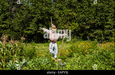 Ein Vogelscheuche in einem Garten Gemüsegarten Humor in Mercer County, New Jersey, USA, Mann im Garten Humor Vintage-Pflanzen Frühjahr Amerikaner Stockfoto