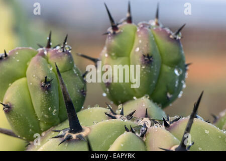 Regentropfen auf Kaktus Stockfoto