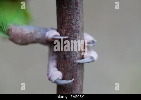 Rose-beringt oder Ring-necked Parakeet (geflohen waren). Linken Fuß, Vogel nach rechts, zeigt Goldgrün Ziffern oder Zehen. Stockfoto