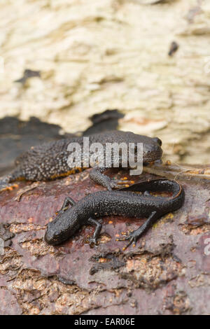 Great Crested Molche (Triturus Cristatus). Aus altem Holz offenbart in der terrestrischen Phasen des jährlichen Lebenszyklus.  Joe Bl Stockfoto