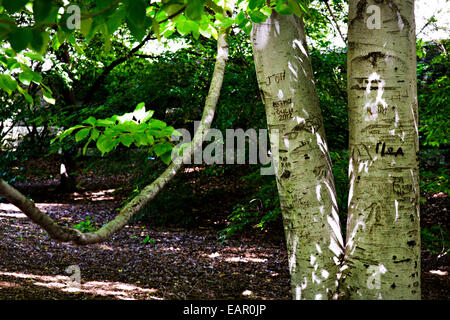 Ein Baum im Central Park zeigt Paare Initialen geschnitzt in der Rinde in New York City, New York. Stockfoto