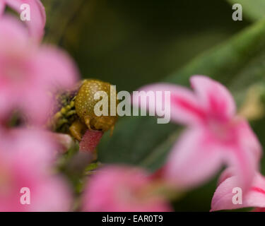 Weiß gesäumten Sphinx Caterpillar, Hummingbird Falter Raupe, stark Lineata, Southern California Stockfoto