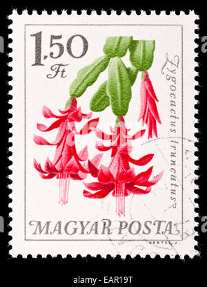 Porto Stempel her Ungarn Darstellung eines Weihnachtskaktus (Zygocactus Truncatus) Stockfoto