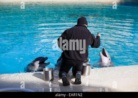 Delphin Fütterung an Siegfried und Roy es Secret Garden und Dolphin Habitat, Mirage Hotel, Las Vegas, Nevada, USA Stockfoto