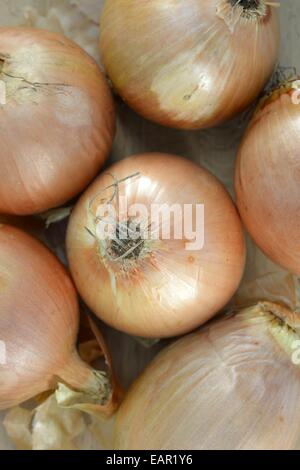 Eine Nahaufnahme der braunen Zwiebeln Stockfoto