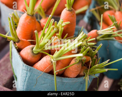 Korb mit frischen Karotten. Ein Korb mit frisch geernteten Karotten für den Verkauf auf dem Bauernhof Gemüse und Obstmarkt. Stockfoto