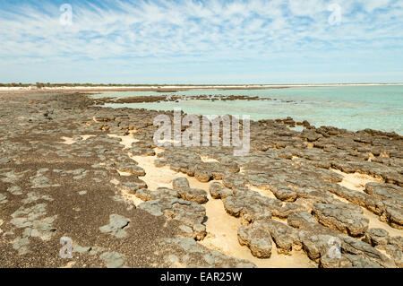 Stromatolithen Hamelin Bay, Shark Bay Marine Park, WA, Australien Stockfoto