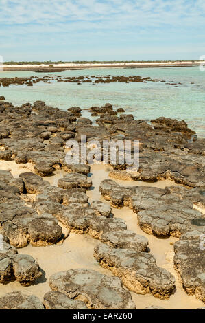 Stromatolithen Hamelin Bay, Shark Bay Marine Park, WA, Australien Stockfoto