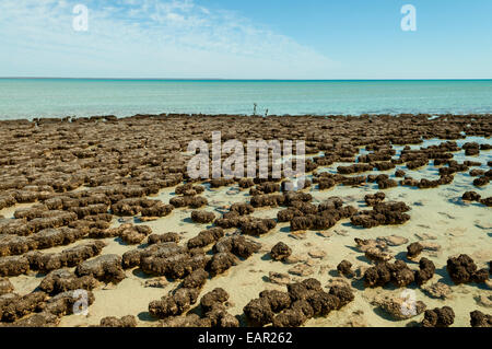 Stromatolithen Hamelin Bay, Shark Bay Marine Park, WA, Australien Stockfoto