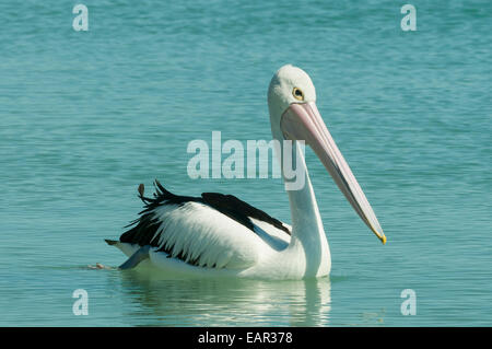 Australischer Pelikan, Pelecanus Conspicillatus in Monkey Mia, Shark Bay Marine Park, WA, Australien Stockfoto