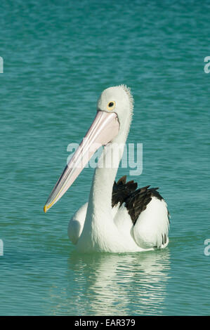 Australischer Pelikan, Pelecanus Conspicillatus in Monkey Mia, Shark Bay Marine Park, WA, Australien Stockfoto