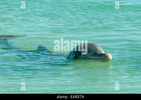 Große Tümmler in Monkey Mia, Shark Bay Marine Park, WA Stockfoto