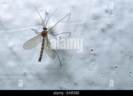 Asiatische Tigermücke, Aedes Albopictus, Dittera, Rom, Italien Stockfoto