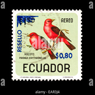 Briefmarke aus Ecuador Darstellung (Piranga Olivacea) Stockfoto