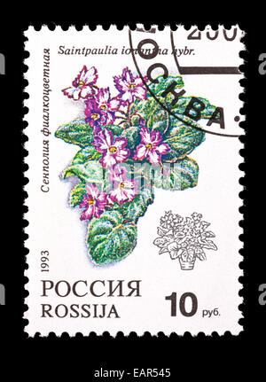 Briefmarke aus Russland mit einer African Violet (Saintpaulia Ionantha) Stockfoto