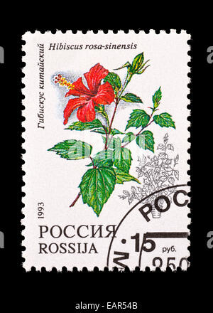 Briefmarke aus Russland, die Darstellung einer Hibiskusblüte. Stockfoto