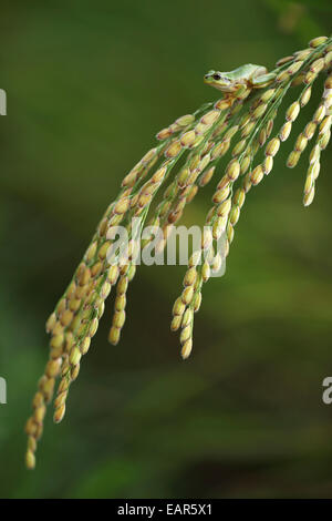 Frosch und Reis Ohren Stockfoto