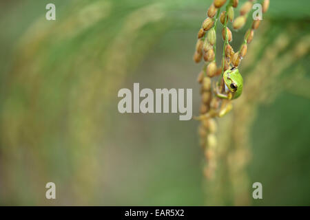 Frosch und Reis Ohren Stockfoto