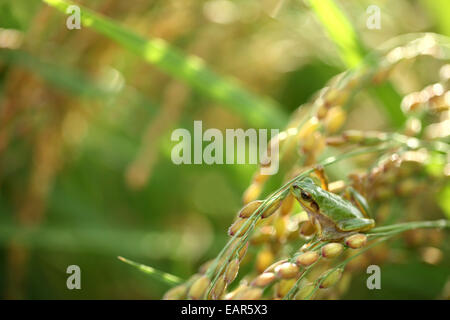 Frosch und Reis Ohren Stockfoto