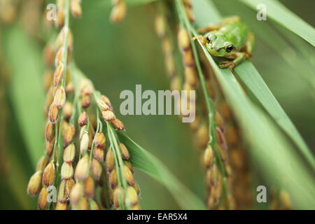 Frosch und Reis Ohren Stockfoto