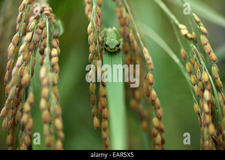 Frosch und Reis Ohren Stockfoto