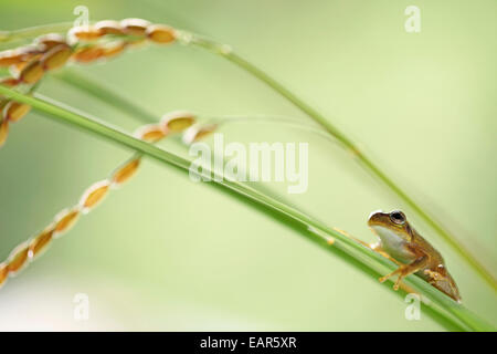 Frosch und Reis Ohren Stockfoto