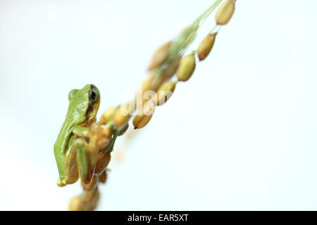 Frosch und Reis Ohren Stockfoto