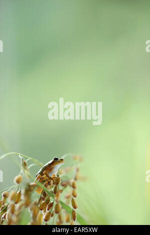 Frosch und Reis Ohren Stockfoto