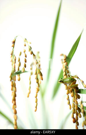 Frosch und Reis Ohren Stockfoto